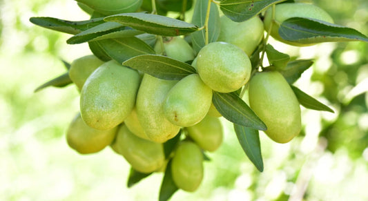 Jojoba Seed Oil